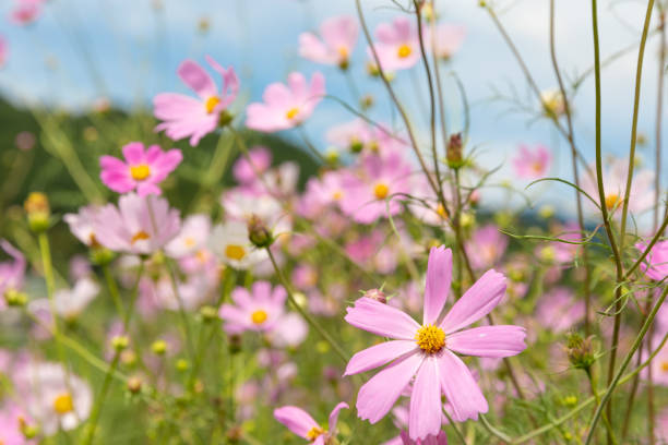 istock Japanese cosmos flowers 1279779046