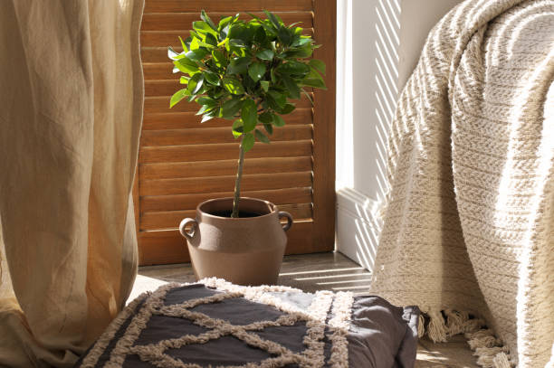 istock Ficus benjamina agaist wooden shutters 1279779243