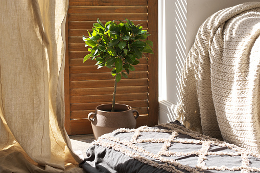 Rest place with pillow and plant on floor agaist wooden shutters door in sunlight.