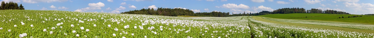 flowering opium poppy field in Latin papaver somniferum, poppy field, panoramic view, white colored poppy is grown in Czech Republic