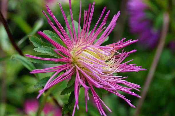 istock Nice pink Aster flower. The background is green. It is summer. 1279782944