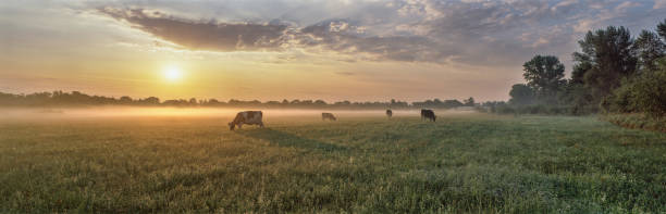 放牧牛 - horizon over land landscapes farm animals nature ストックフォトと画像