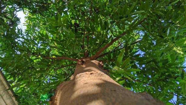 istock Vertical photo of Ashoka or Saraca asoca tree . 1279784199