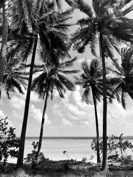 istock Palm trees ,sunsets .beach life ,happines . 1279785465