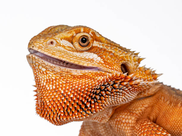 istock Young adult Bearded Dragon on white 1279785648