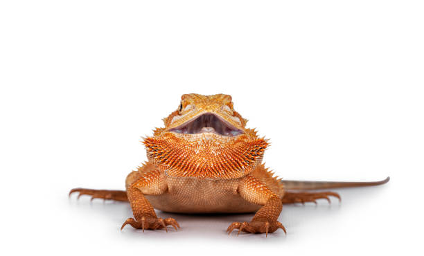 istock Young adult Bearded Dragon on white 1279785656