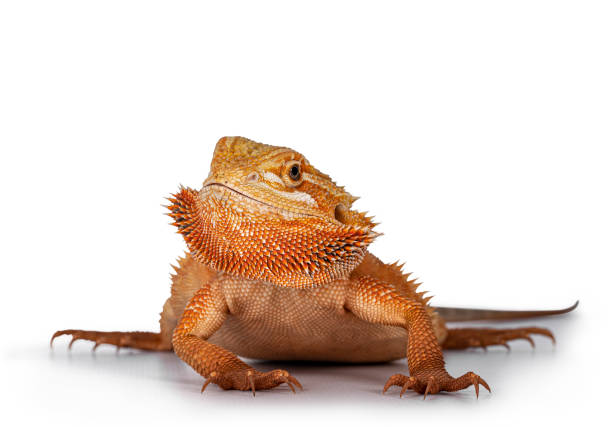 istock Young adult Bearded Dragon on white 1279785662