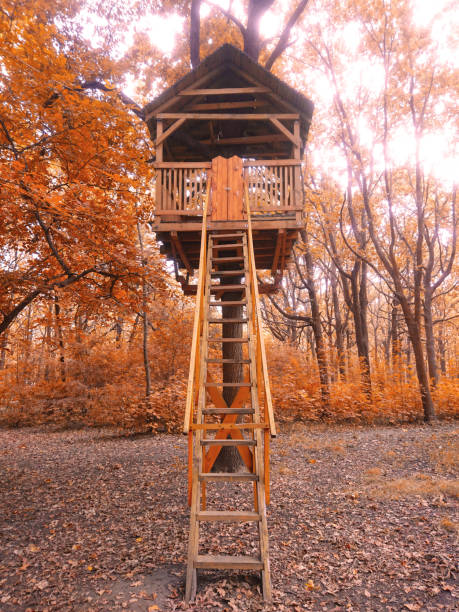 istock Treehouse in the autumn forest.  Trees with yellow leaves. 1279786468
