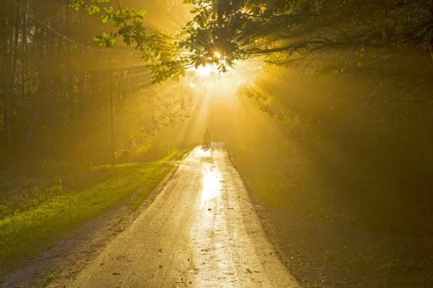 istock Sunbeams through the fog. 1279789041