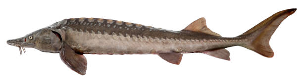 pescado de esturión aislado sobre fondo blanco - siberia river nature photograph fotografías e imágenes de stock
