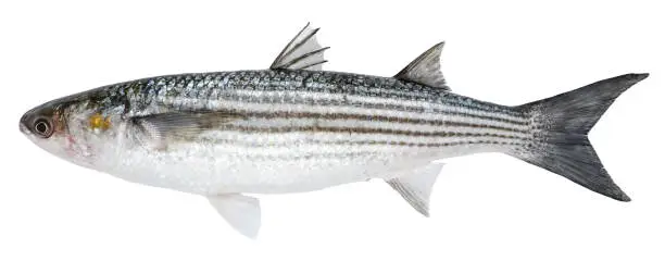 Mullet fish isolated on white background