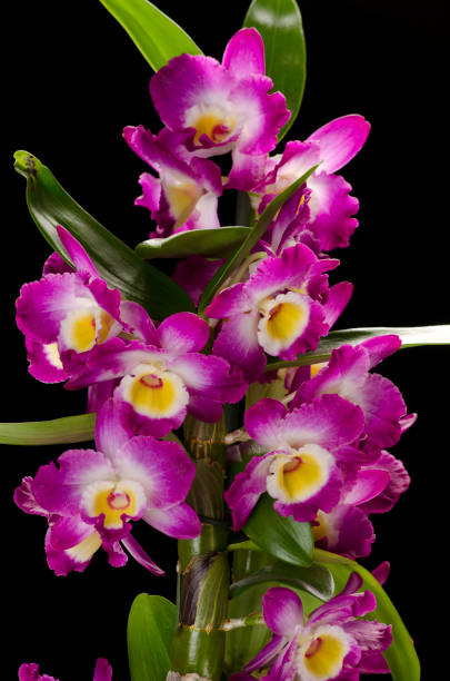 Dendrobium Dendrobium nobile dendrobium orchid stock pictures, royalty-free photos & images