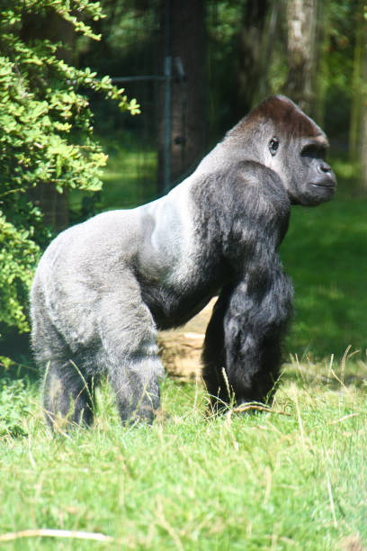 istock Orang Utan in his outdoor enclosure 1279791199