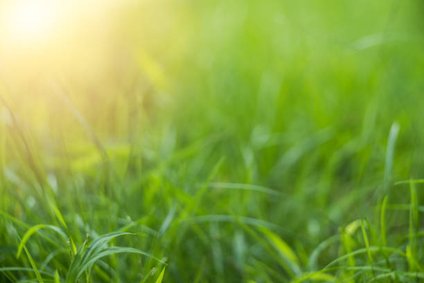 istock Green Abstract bokeh from nature background 1279792447