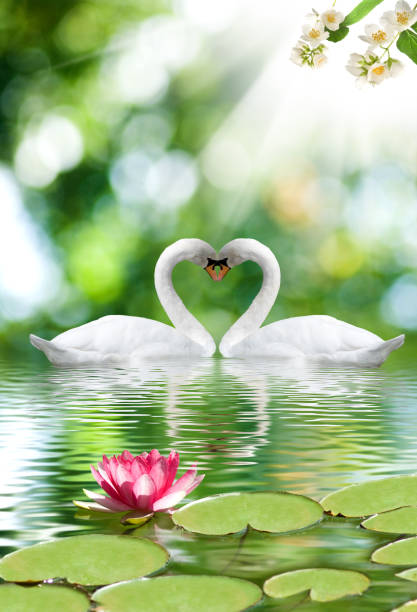 istock Image of two swans on water 1279793479