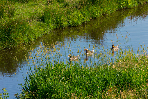 animals roaming free in nature near Zaanse Schans, Netherlands