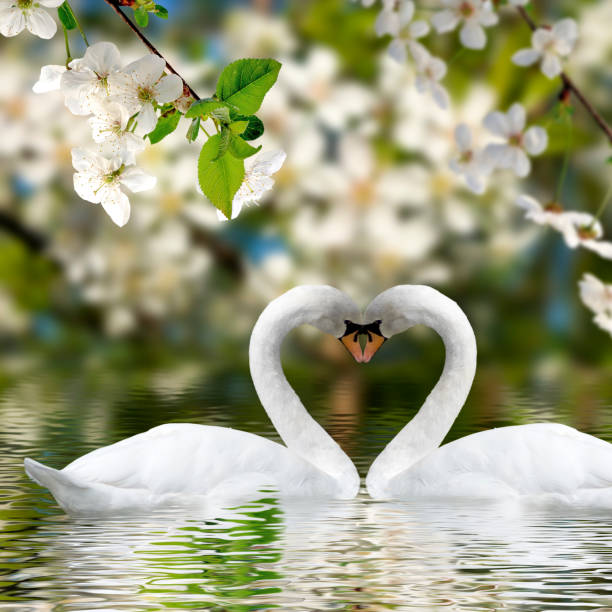 istock Image of two swans on water 1279793667