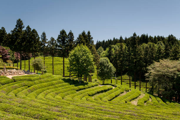 istock Boseong green tea field plantation 1279793790