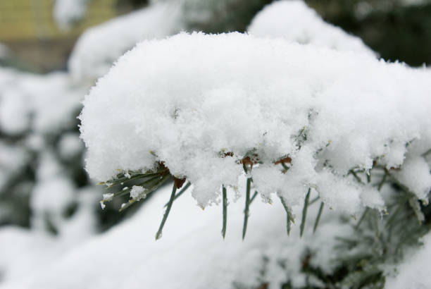 istock spruce branch on snow background in the  park 1279793845
