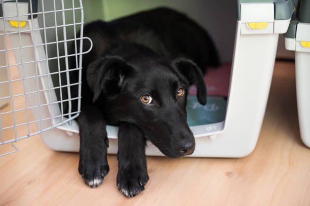 Beautiful black shepherd dog with cute eyes lying in her crate Beautiful black shepherd dog with cute eyes lying in her crate sticking her front paws and head out. transportation cage stock pictures, royalty-free photos & images