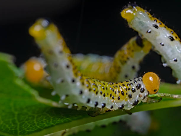 ローズアルゲ幼虫、ラーヴ・デア・ブラウシュワルゼン・ローゼンブ=ルステンホルネウェスペ(アルゲ・パガン) - butterfly swallowtail butterfly caterpillar black ストックフォトと画像