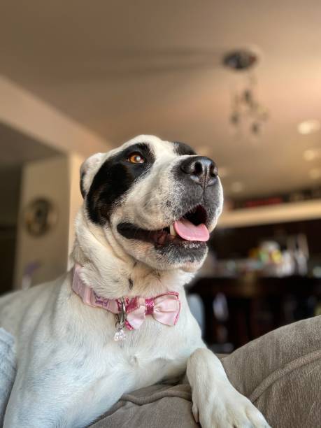 istock Happy girl bull dog 1279796037