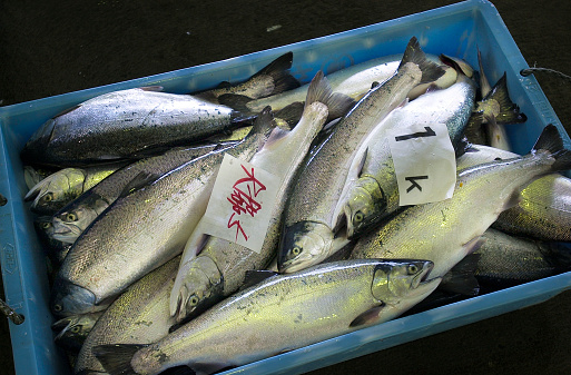 Salmon handled in Onagawa Town, Miyagi Prefecture.