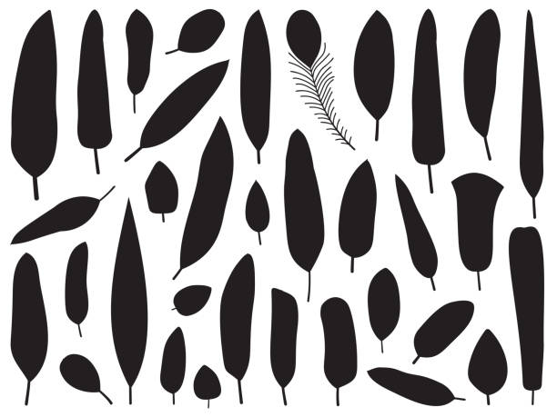 ilustrações de stock, clip art, desenhos animados e ícones de black and white bird feather silhouettes - peacock feather outline black and white