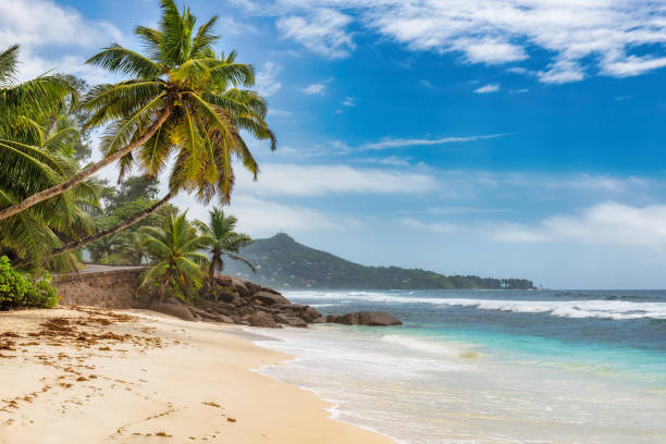 istock Paradise beach with white sand and coco palms. 1279797680