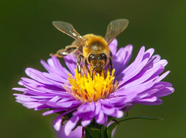 istock bee or honeybee in Latin Apis Mellifera on flower 1279798666