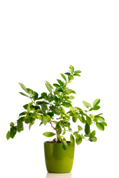 istock green tangerine tree in self watering planter pot, isolated on white 1279798728