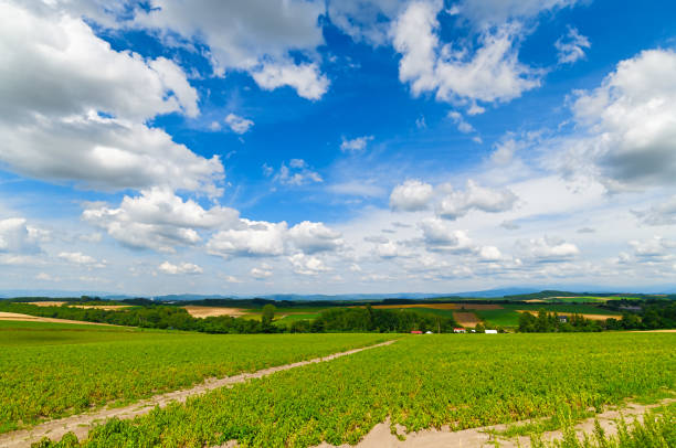 Hokkaido in the summer.