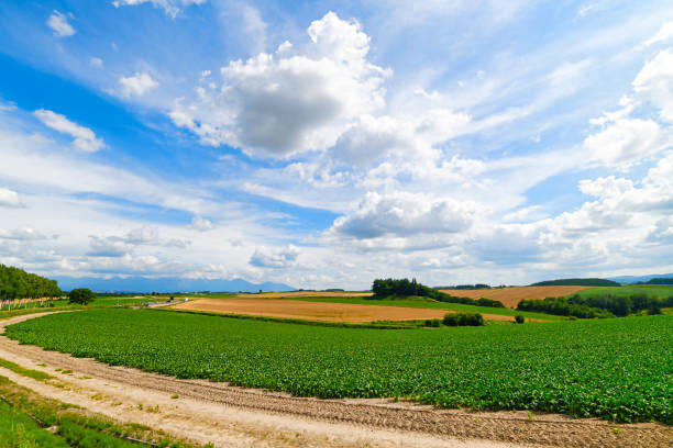Hokkaido in the summer.