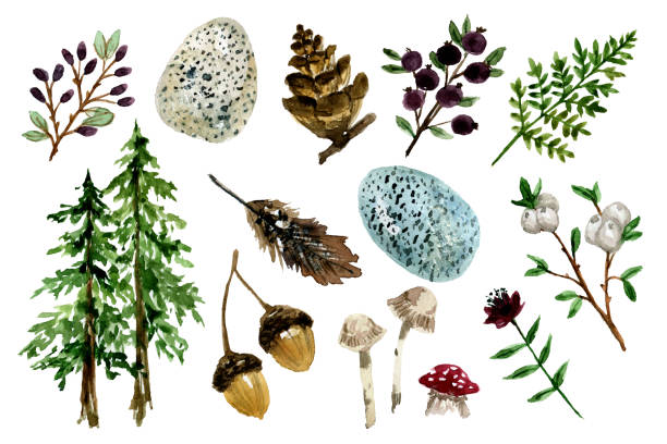 Treasures of the woodland drawn set Watercolor illustration of hand drawn things that we can find in the forest isolated on white watercolor lantern set stock illustrations