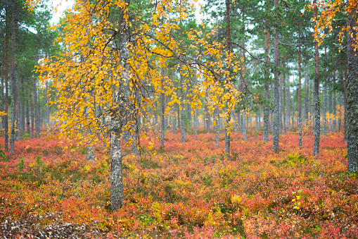 autumn landscape with birch tree