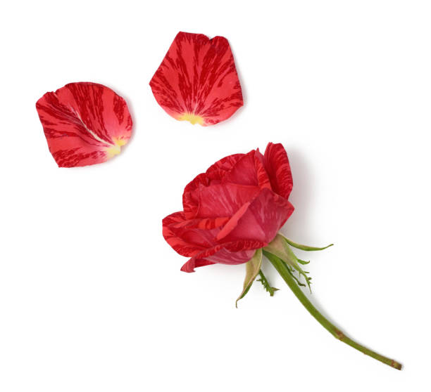 istock red blooming rose isolated on white background 1279799061