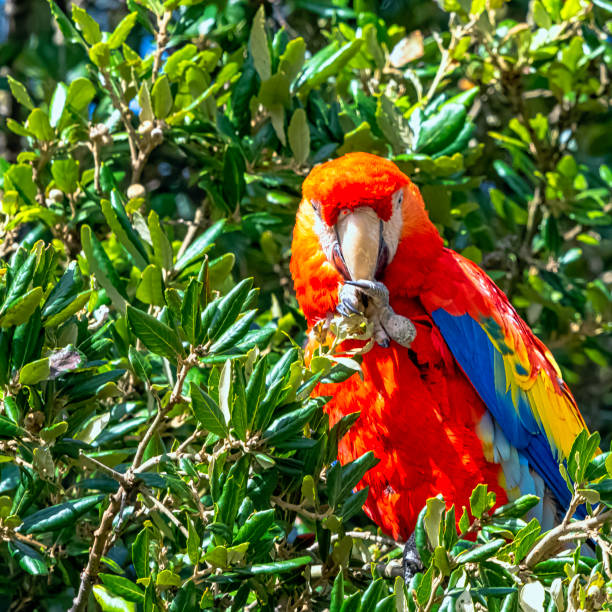 istock Ara macao known as scarlet macaw in the tree 1279799309