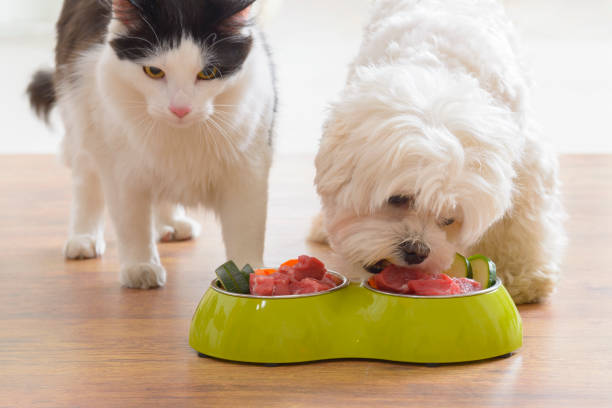 ボウルから自然食品を食べる犬と猫 - dog vegetable carrot eating ストックフォトと画像