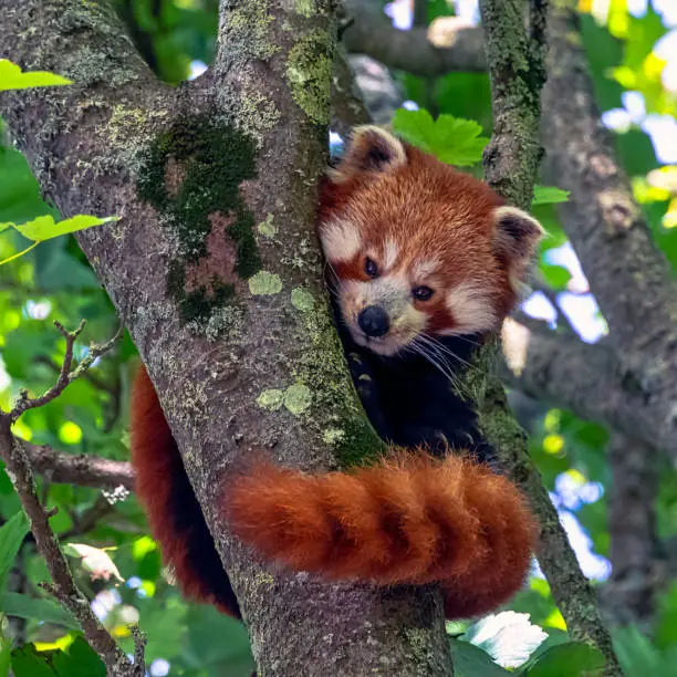Red panda (Ailurus fulgens) known as lesser panda, the red bear-cat, or cat-bear