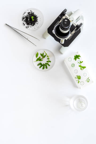 istock Plants with microscope in scientific laboratory. Top view 1279799568