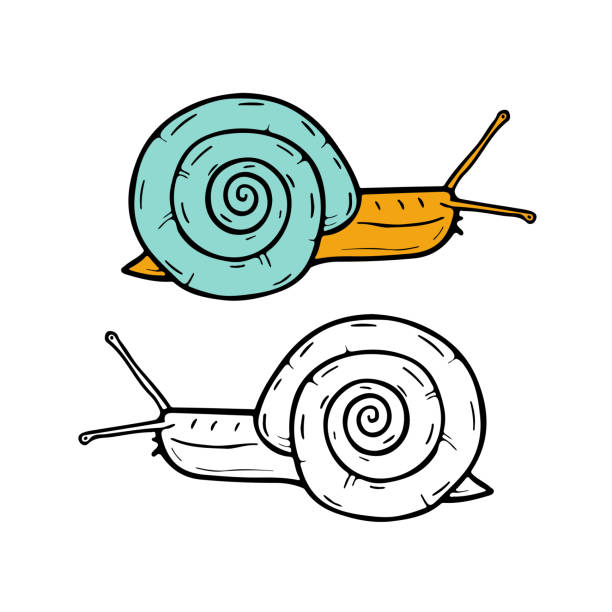 137 Cartoon Of The Snail Tattoo Illustrations & Clip Art - iStock