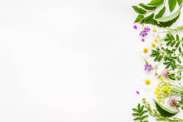 istock Medicine wild herbs and flowers top view 1279800463