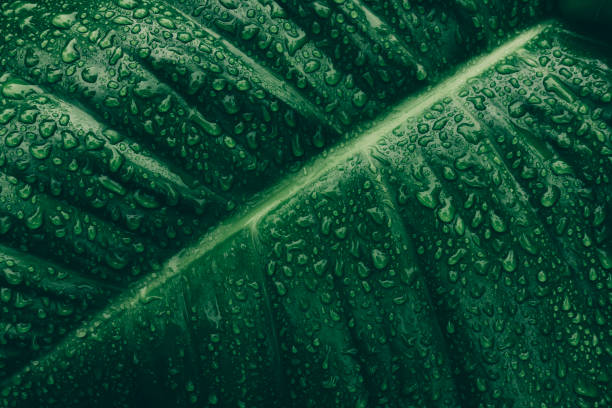 istock green leaf with droplets splashing on surface, nature background 1279802281