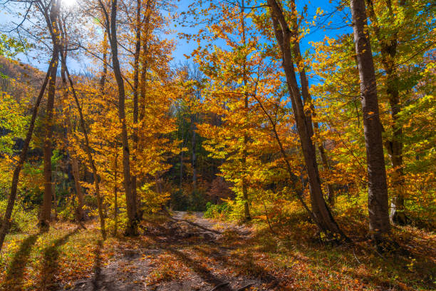 istock Autumn forest dry yellow leaves 1279803623