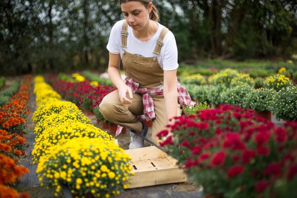 istock Chrysanthemums bloom in autumn 1279803773