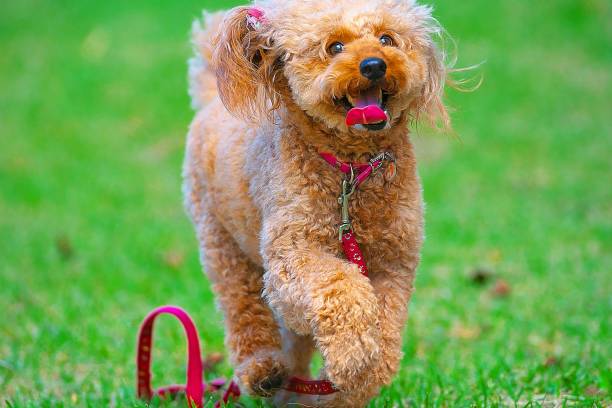 istock dog 297 Dog-walking 1279804063