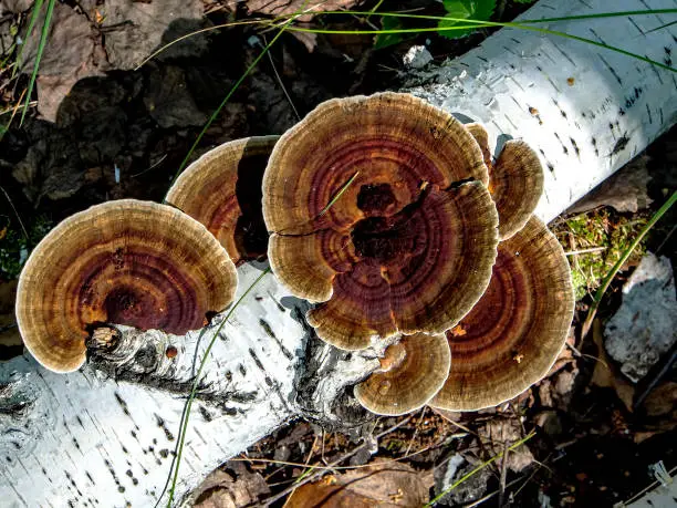 Photo of bright beautiful mushroom tinder with the Latin name Trametes versicolor in the forest on the trunk of a fallen tree