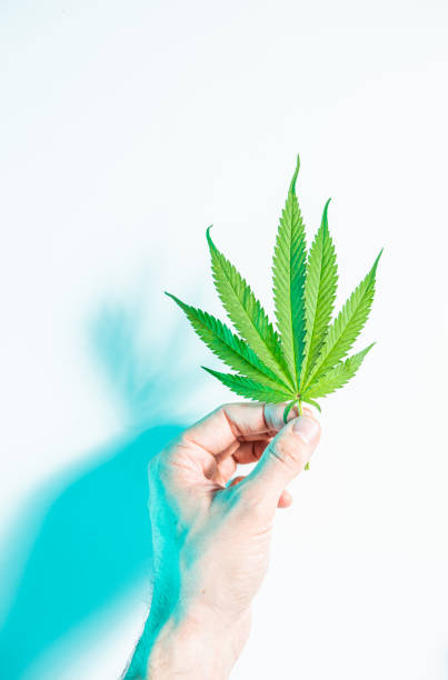 istock Male hand holding green hemp or marijuana leaf in neon studio light, top view 1279805148