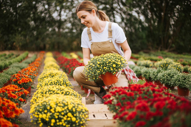 istock A young woman works on a flower plantation 1279805321