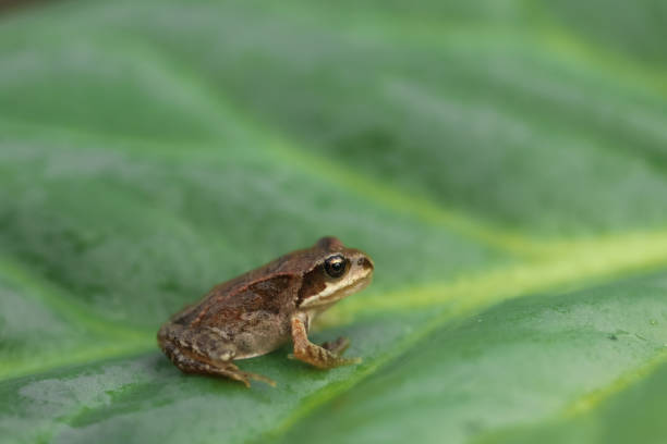 istock A small brown frog sits on a large green leaf in summer 1279805564